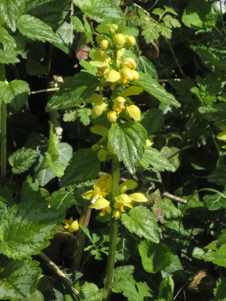 garden yellow archangel / Lamiastrum galeobdolon subsp. argentatum: _Lamiastrum galeobdolon_ subsp. _argentatum_ is a common garden escape, recognisable by its white-blotched leaves.