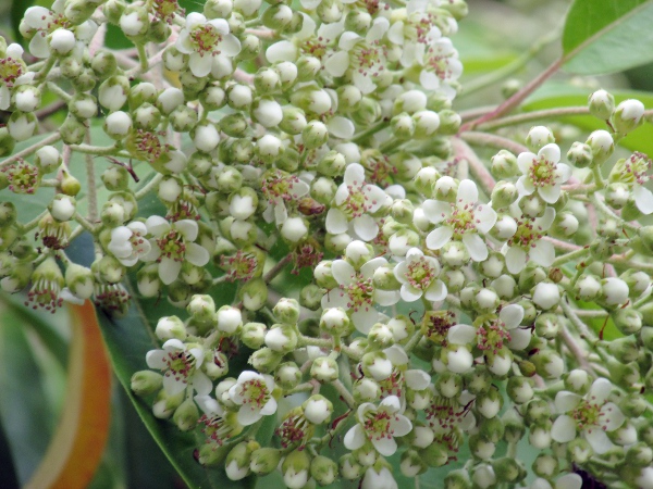 stranvaesia / Photinia davidiana: The flowers of _Photinia davidiana_ have 5 stigmas and 20 purple–red stamens.