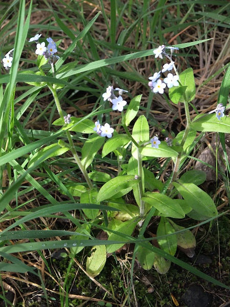 wood forget-me-not / Myosotis sylvatica: _Myosotis sylvatica_ grows natively in woodland and rough grassland but also occurs as a garden escape.