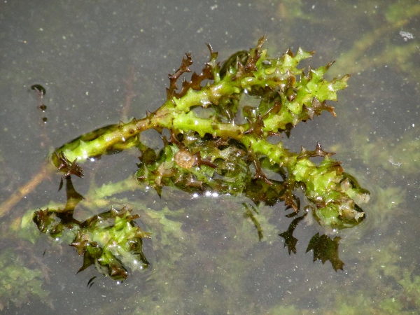 holly-leaved naiad / Najas marina: _Najas marina_ is a rare aquatic plant of the Norfolk Broads, with distinctively spiny leaves and stems.