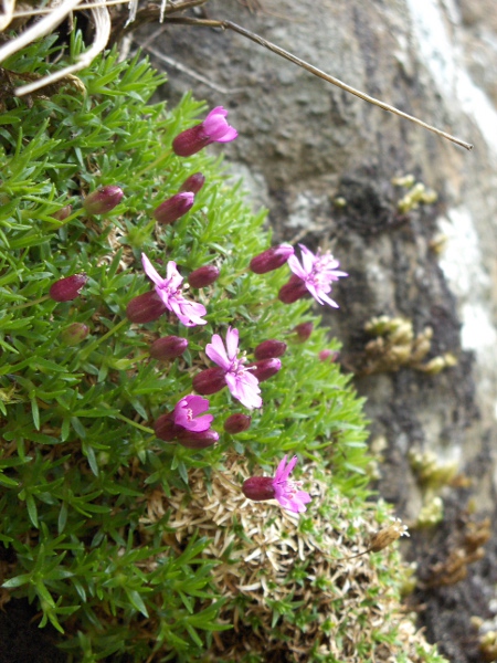 moss campion / Silene acaulis: _Silene acaulis_ is an <a href="aa.html">Arctic–Alpine</a> species found in Scotland, the Lake District, Snowdonia and parts of western Ireland.
