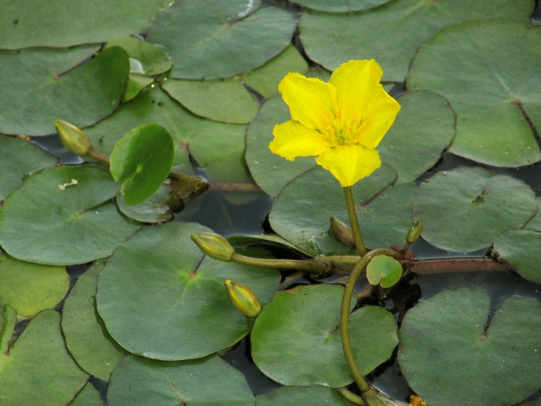 fringed waterlily / Nymphoides peltata: _Nymphoides peltata_ differs from true water-lilies such as _Nuphar lutea_ in its regular flowers with 5 sepals, 5 fringed petals and a single, 2-lobed stigma.