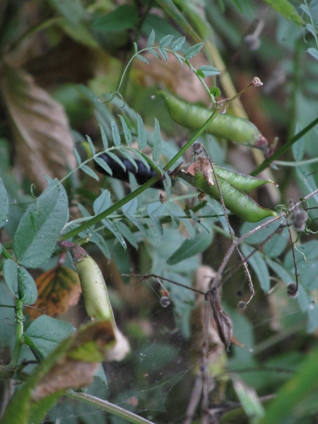 bush vetch / Vicia sepium: The fruits of _Vicia sepium_ contain 3–10 seeds each.