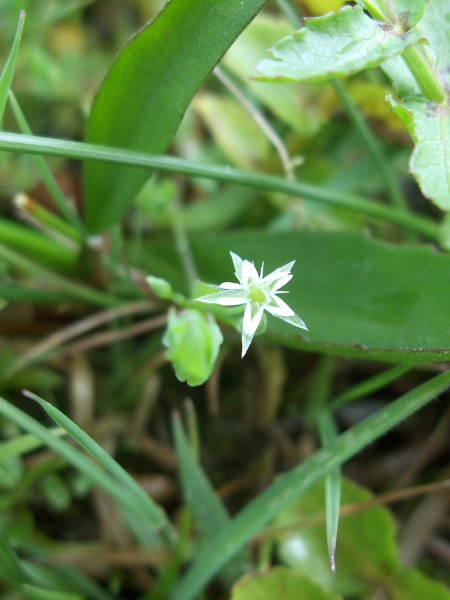 bog stitchwort / Stellaria alsine: The petals of _Stellaria alsine_ are split almost in two, with each half resting on a different sepal.