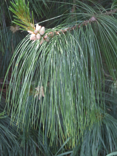 Bhutan pine / Pinus wallichiana: The long, pendent needles are characteristic of _Pinus wallichiana_, which is native to the Himalayas.