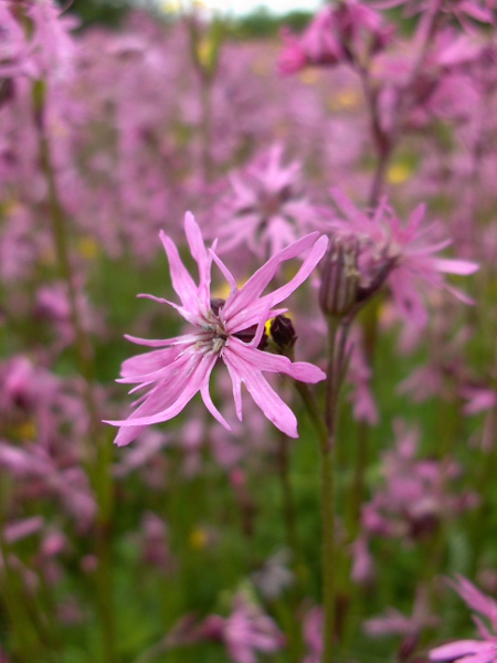 ragged robin / Silene flos-cuculi: Flower