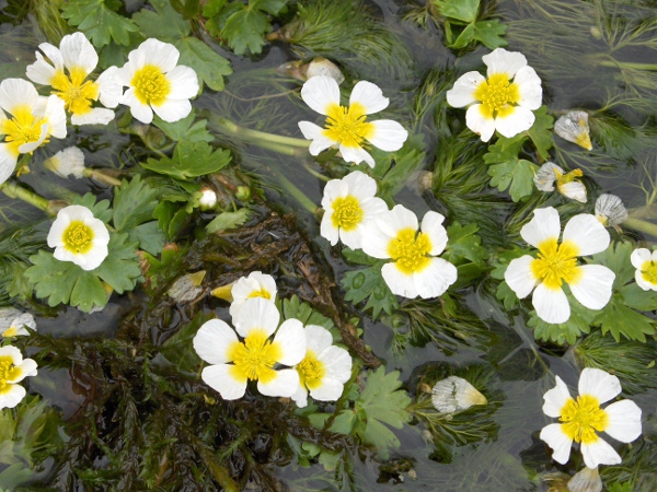 pond water-crowfoot / Ranunculus peltatus: The nectar-pit at the base of the petals (not visible here) is pear-shaped.
