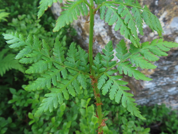 northern buckler-fern / Dryopteris expansa: The leaves of _Dryopteris expansa_ are at least 3-pinnate, with the lowest pinna being the longest, and its basiscopic pinnules being far longer than the acroscopic ones; the scales are brown with an ill-defined darker centre.