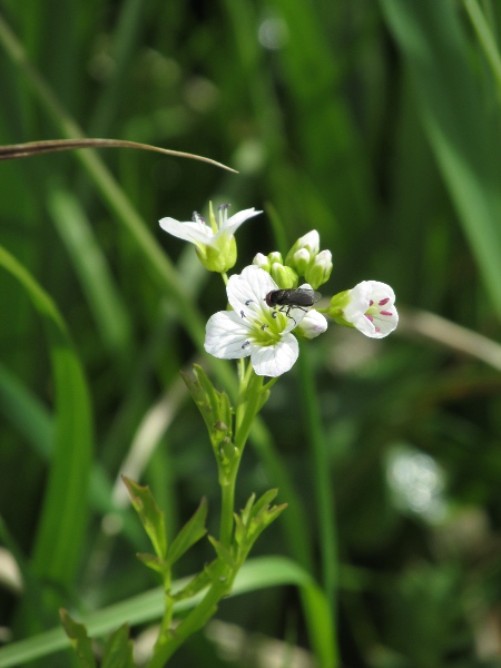 large bitter-cress / Cardamine amara