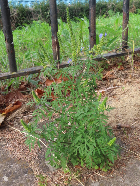 ragweed / Ambrosia artemisiifolia