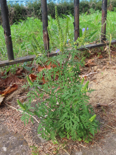 ragweed / Ambrosia artemisiifolia: _Ambrosia artemisiifolia_ is a North American species that is increasingly frequent in disturbed habitats, especially in the south-east.