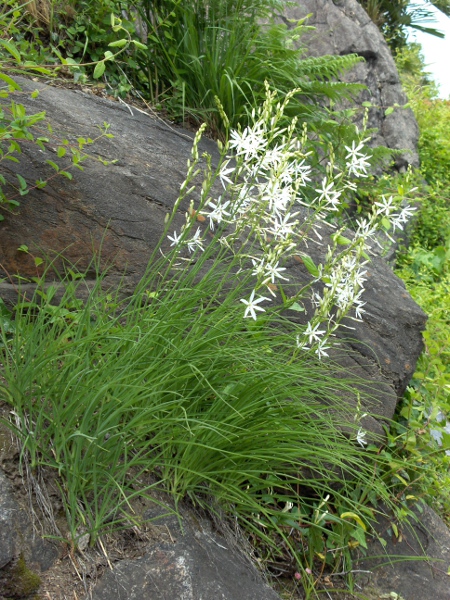 spiked star-of-Bethlehem / Ornithogalum pyrenaicum: _Ornithogalum pyreniacum_ grows mostly in hedgebanks and similar settings in the vicinity of Bath (VC6), with smaller populations east towards Reading (VC22) and around St. Neot’s (VC30).