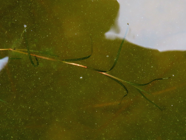lesser pondweed / Potamogeton pusillus: _Potamogeton pusillus_ is a widespread pondweed with very narrow submerged leaves.
