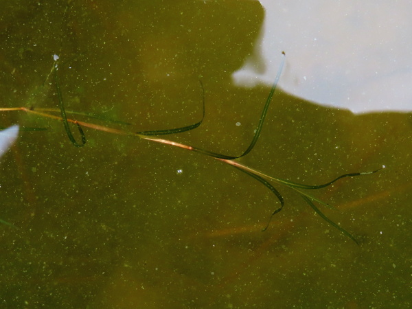 lesser pondweed / Potamogeton pusillus