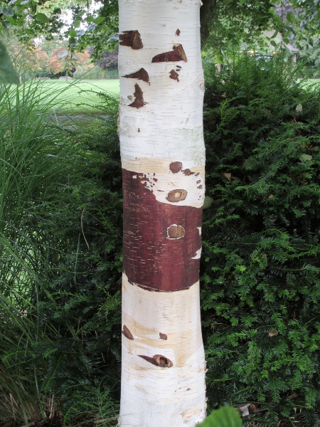 paper-bark birch / Betula papyrifera: The bark of _Betula papyrifera_ often peel away in sheets.
