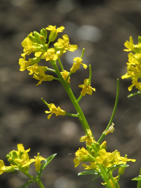 American winter-cress / Barbarea verna: _Barbarea verna_ is very close to _Barbarea intermedia_, but has larger flowers and longer, slightly curving fruits.