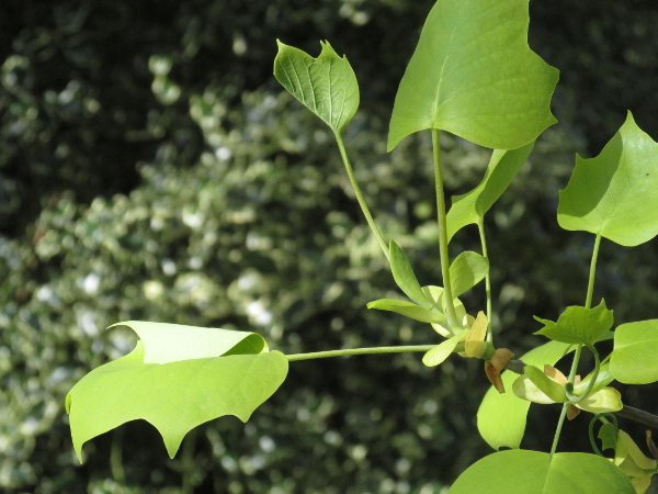 tulip tree / Liriodendron tulipifera: _Liriodendron tulipifera_ is a large tree native to North America; its leaves are distinctively emarginate, resembling the outline of a tulip flower.