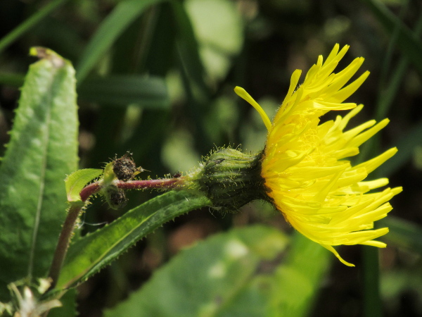 perennial sow-thistle / Sonchus arvensis: Unlike _Sonchus asper_ and _Sonchus oleraceus_ which are largely hairless, _Sonchus arvensis_ typically has a woolly covering of yellowish gladular hairs on its capitula.