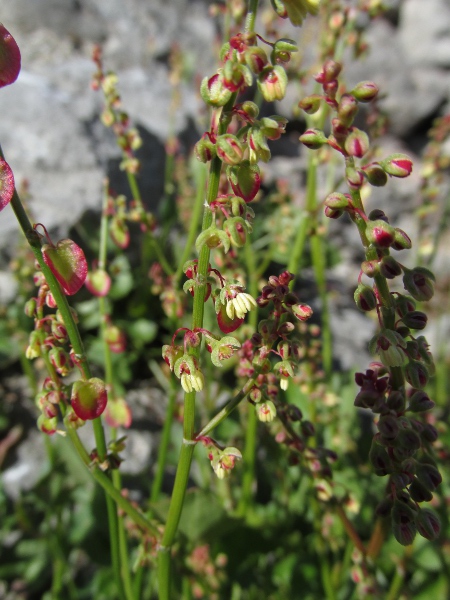 French sorrel / Rumex scutatus: In flower