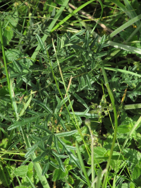 burnet saxifrage / Pimpinella saxifraga: The stem-leaves of _Pimpinella saxifraga_ have narrower segments than the basal leaves.