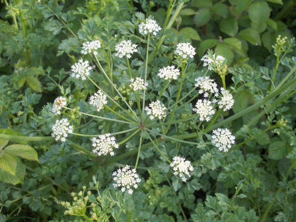 hemlock water-dropwort / Oenanthe crocata: Inflorescence