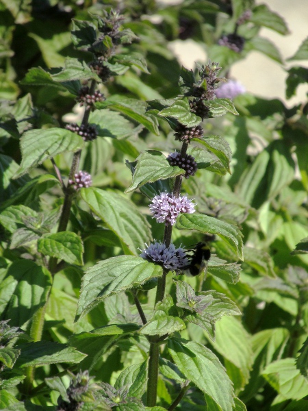 corn mint / Mentha arvensis: _Mentha arvensis_ has its flowers spread out along the stem in several clusters; it differs from its various hybrids in the shortness of its calyx-tubes.