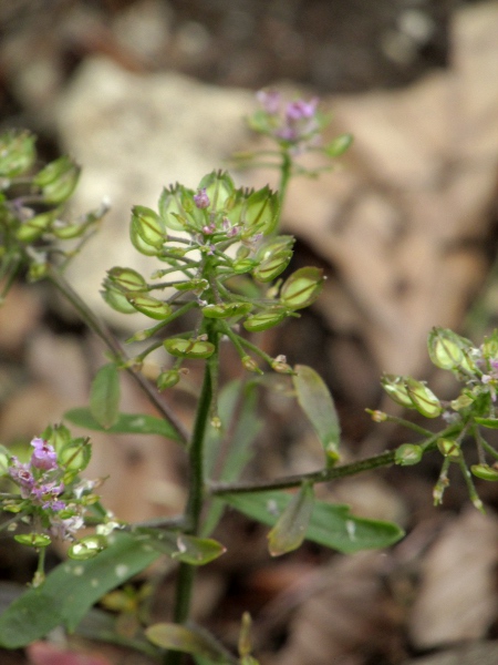 wild candytuft / Iberis amara