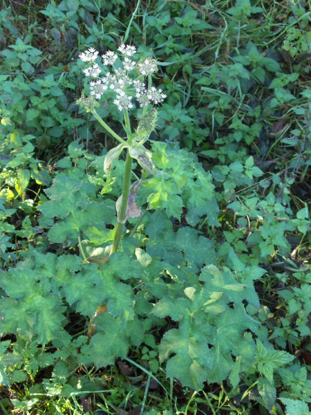 hogweed / Heracleum sphondylium: The petals along the outside of the inflorescences are larger than the others, even within individual flowers.
