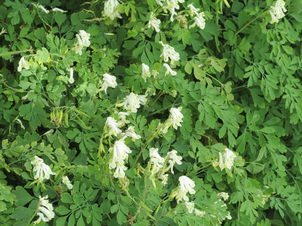 pale corydalis / Pseudofumaria alba: _Pseudofumaria alba_ is much less common than _Pseudofumaria lutea_, and differs from it most conspicuously in the off-white rather than bright yellow flowers.