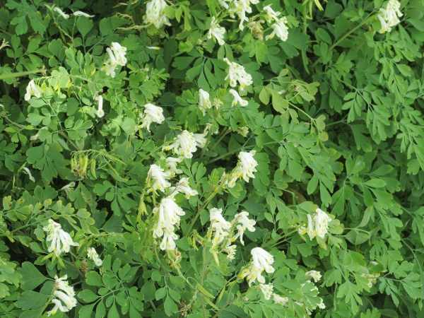 pale corydalis / Pseudofumaria alba