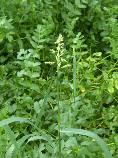 reed Canary-grass / Phalaris arundinacea: Inflorescence