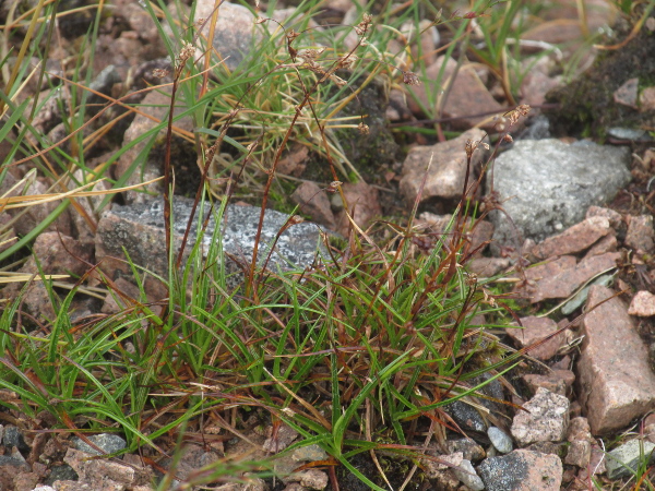 curved wood-rush / Luzula arcuata: _Luzula arcuata_ is a rare Arctic wood-rush found on Scotland’s highest mountains, with narrow, channelled leaves.