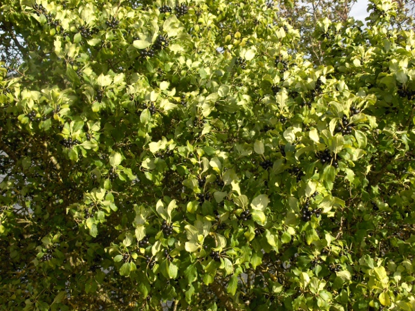 buckthorn / Rhamnus cathartica: _Rhamnus catharticus_ grows in woodlands over base-rich rocks across England and parts of Wales and Ireland.