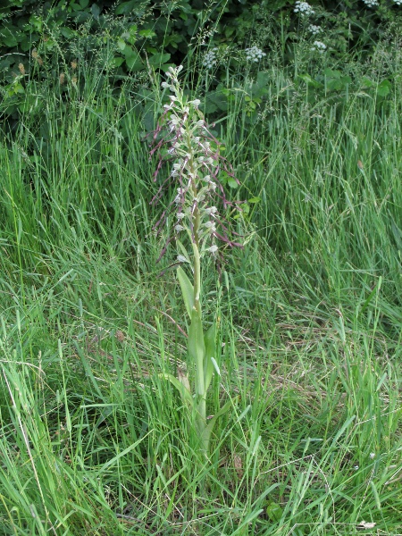 lizard orchid / Himantoglossum hircinum