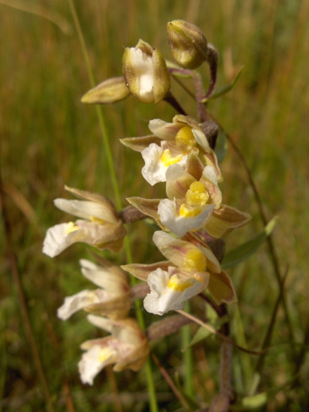 marsh helleborine / Epipactis palustris: The flowers of _Epipactis palustris_ have a labellum with a narrow constriction in the middle; the part beyond the constriction has slightly frilly edges.
