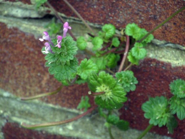 henbit dead-nettle / Lamium amplexicaule: The leaves of _Lamium amplexicaule_ are sessile and clasping, encircling the stem.