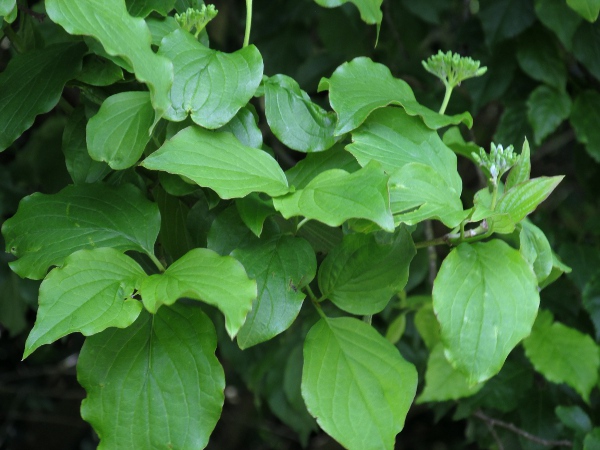 dogwood / Cornus sanguinea