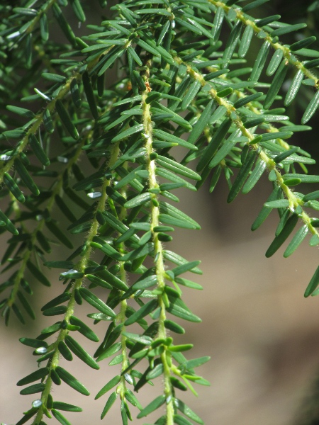 western hemlock-spruce / Tsuga heterophylla: The leaves of _Tsuga heterophylla_ have a short petiole pressed against the twig.