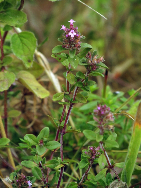 large thyme / Thymus pulegioides