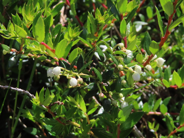 prickly heath / Gaultheria mucronata: _Gaultheria mucronata_ is a low heathland shrub with spiny leaves; it is native to South America.