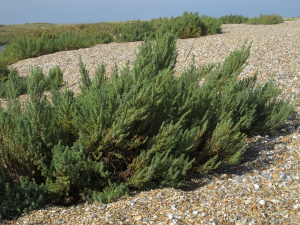 shrubby sea-blite / Suaeda vera: _Suaeda vera_ grows at the transition of salt-marsh to sand or shingle beach at a few sites in south-eastern England.