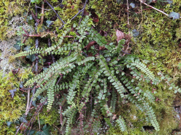 maidenhair spleenwort / Asplenium trichomanes