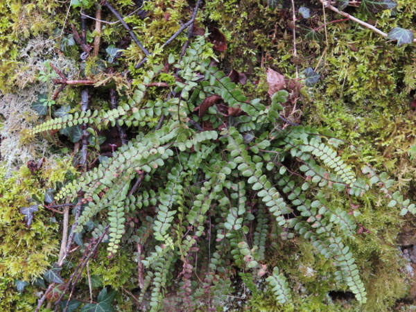 maidenhair spleenwort / Asplenium trichomanes: _Asplenium trichomanes_ is a very widespread fern, usually found on man-made walls; it differs from _Asplenium viride_ by the blackish rather than green rachis to each leaf.