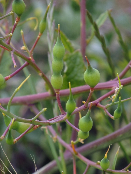 radish / Raphanus raphanistrum: The sea radish, _Raphanus raphanistrum_ subsp. _maritimum_, has yellow flowers and shorter, rounder fruits than the wild radish, _Raphanus raphanistrum_ subsp. _raphanistrum_.