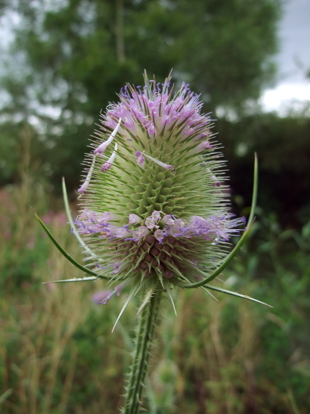 wild teasel / Dipsacus fullonum: The individual flowers of _Dipsacus fullonum_ are purple; they open in a band that begins in the middle of the head and then progresses outwards towards the two ends.