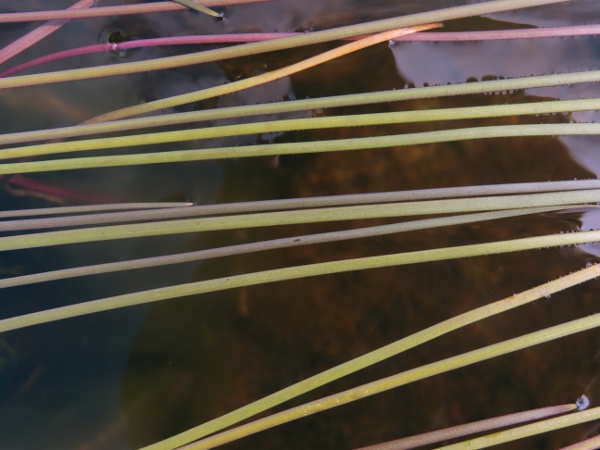 floating bur-reed / Sparganium angustifolium: The leaves of _Sparganium angustifolium_ are inflated towards the base, but otherwise flat, up to 5 mm wide, with 7–10 veins.