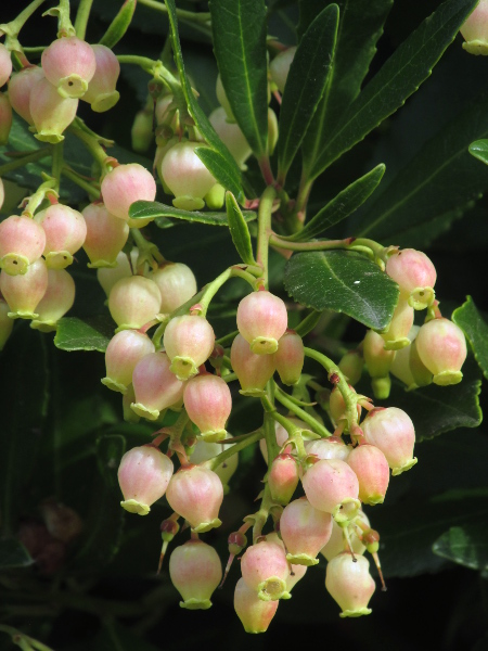 strawberry tree / Arbutus unedo: _Arbutus unedo_ is a tree native to western Ireland but also grown as an amenity tree; it produces its white or pinkish urn-shaped flowers in autumn.