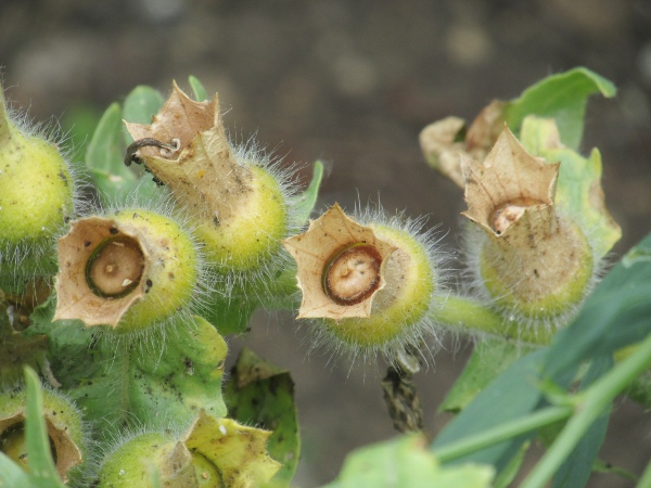 henbane / Hyoscyamus niger