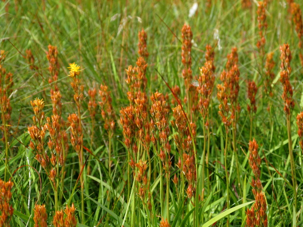 bog asphodel / Narthecium ossifragum: After flowering, the bright yellow colour is replaced by the orange of the mature fruiting capsules.