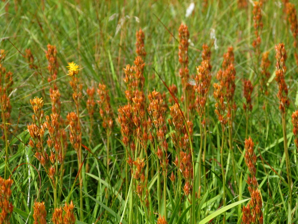 bog asphodel / Narthecium ossifragum